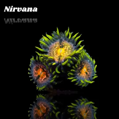 Zoanthus Nirvana Frag S size