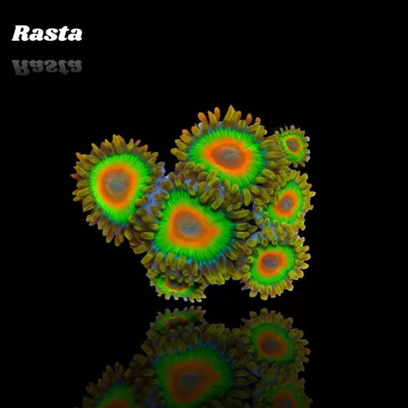 Zoanthus Rastas Frag S size Zoanthus Rastas Frag S size