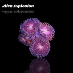 Zoanthus Alien Explosion Frag S-size