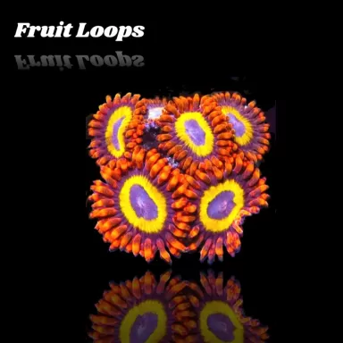Zoanthus Fruit Loops Frag S size