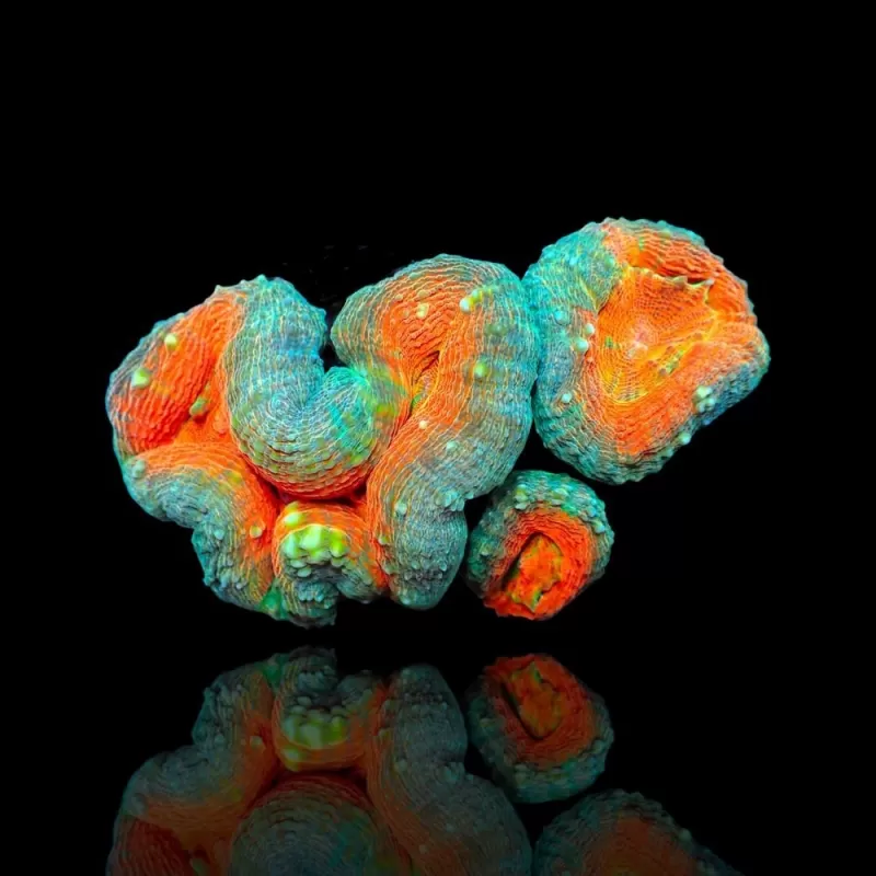Lobophyllia Orange Green L size Lobophyllia Orange Green L size