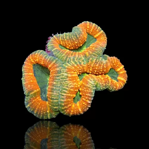 Lobophyllia Orange Green L size