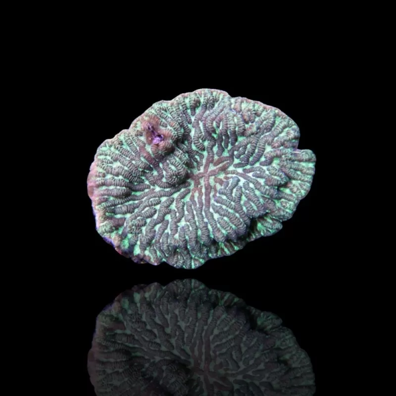 Merulina Ampliata plate shape M size Merulina Ampliata plate shape M size