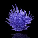 Guaiagorgia Purple - Anas Gorgonian Indonesia