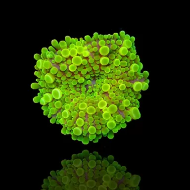 Ricordea Green Big Bubble L size