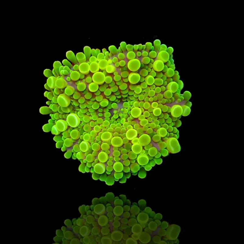 Ricordea Green Big Bubble L size