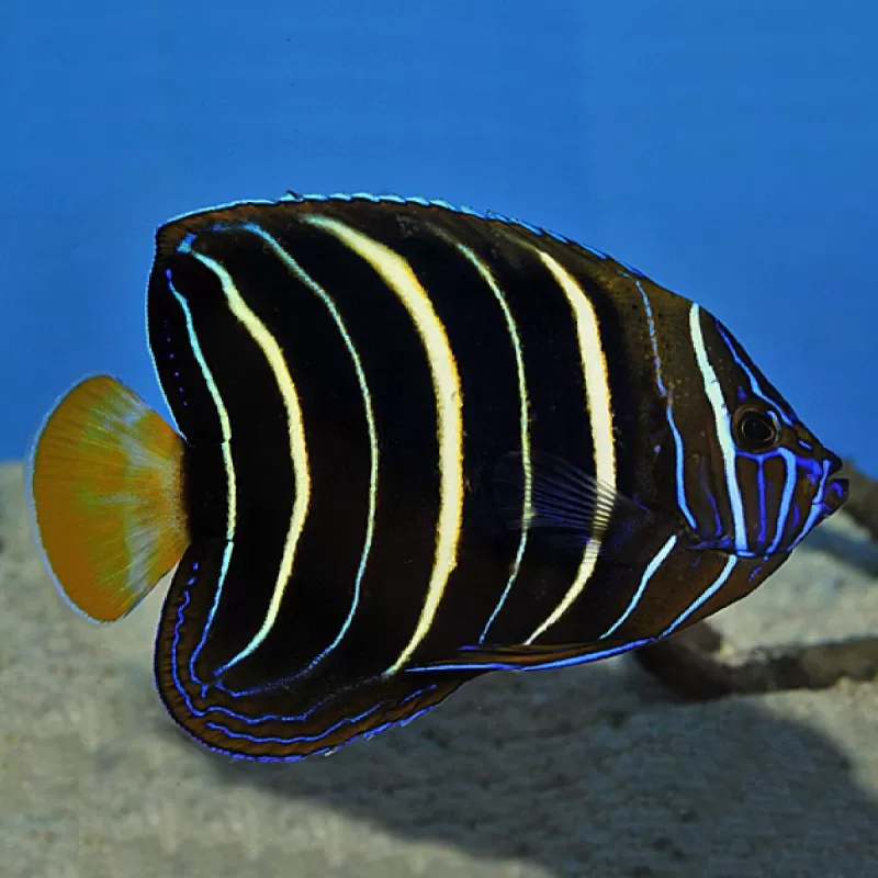 Pomacanthus Chrysurus M Pomacanthus Chrysurus M