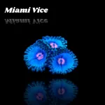 Zoanthus Miami Vice Frag S-size