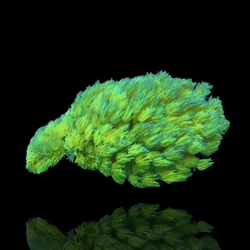 Goniopora Yellow Australie L size Goniopora Yellow Australie L size