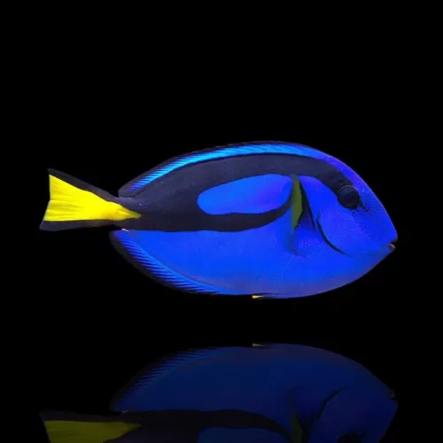 Paracanthurus Hepatus (L)