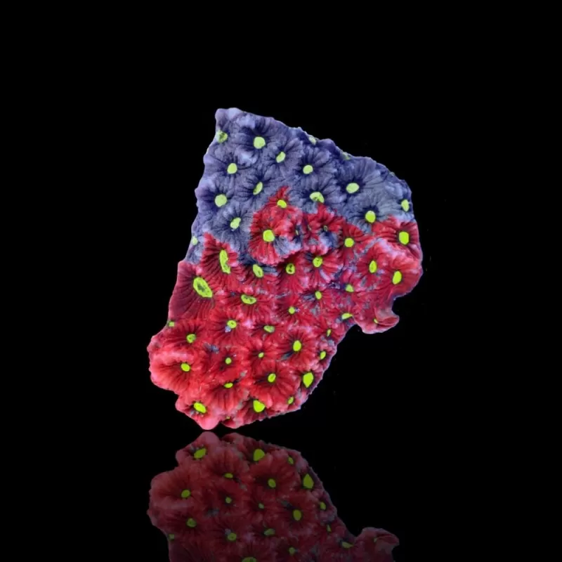 Favites Ultra War Coral