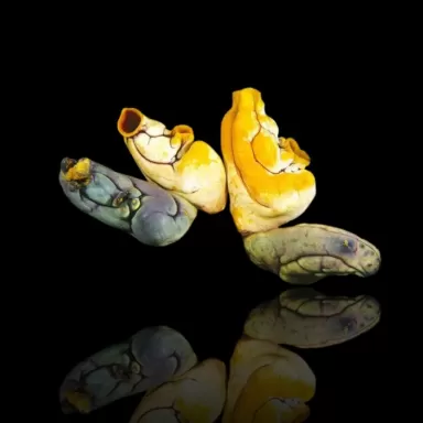 Polycarpa aurata L size