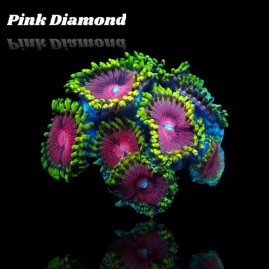 Zoanthus Pink Diamond Frag S Size
