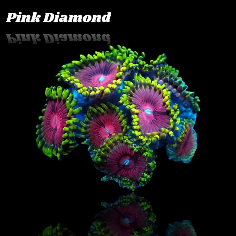 Zoanthus Pink Diamond Frag S Size