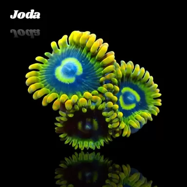 Zoanthus Joda Frag S size