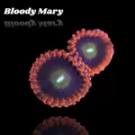 Zoanthus Bloody Mary Frag S-size