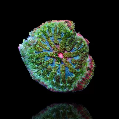 Stichodactyla Tapetum - Mini Tapijt Anemoon