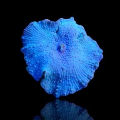 Discosoma Ultra Blue prijs per oor