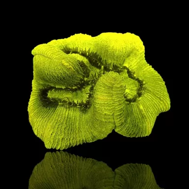 Trachyphyllia Geoffroyi ultra green ML size Australie