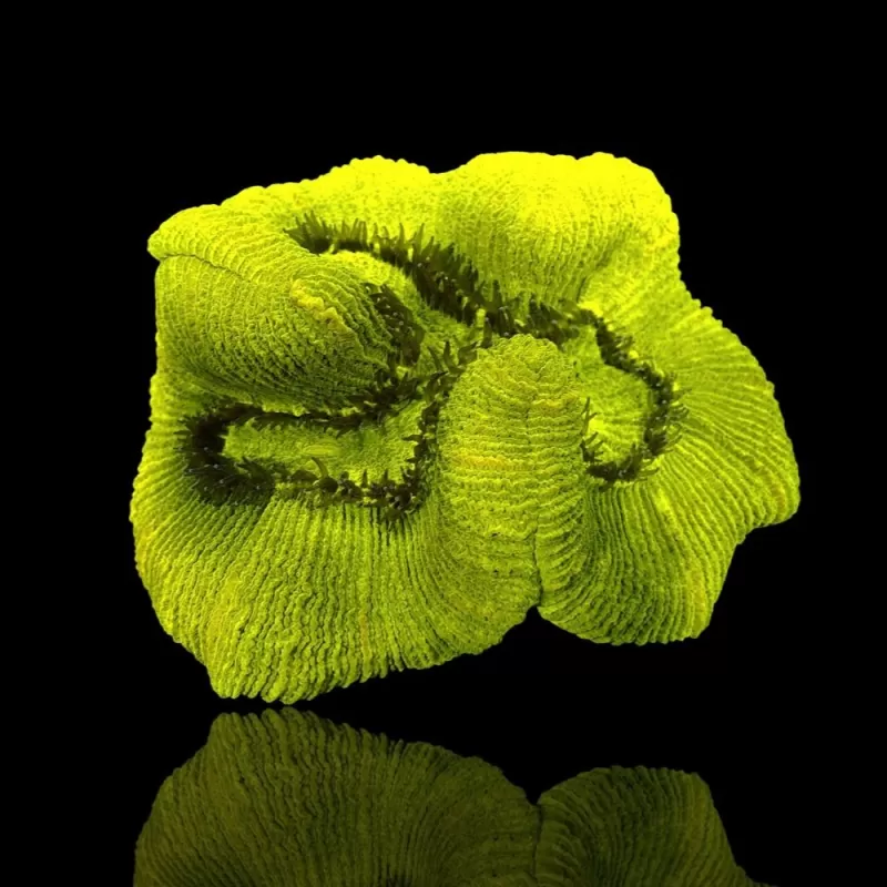 Trachyphyllia Geoffroyi ultra green ML size Australie Trachyphyllia Geoffroyi ultra green ML size Australie