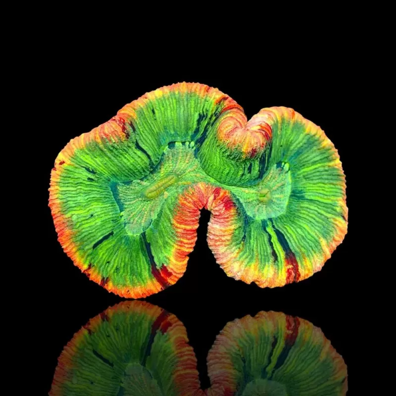 Trachyphyllia sp Orange Red Rim L Size