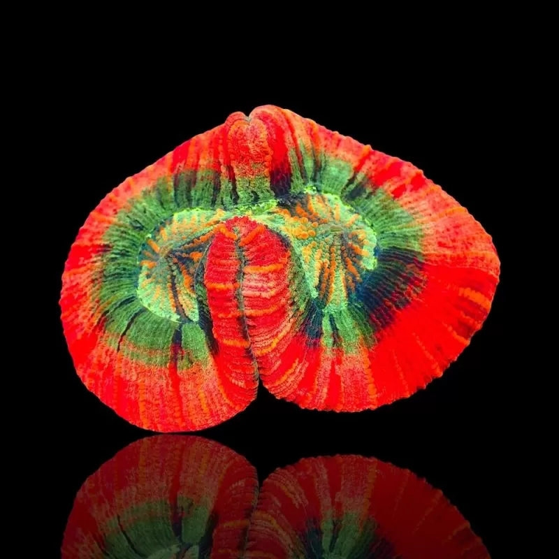 Trachyphyllia sp Orange Red Rim L Size Trachyphyllia sp Orange Red Rim L Size