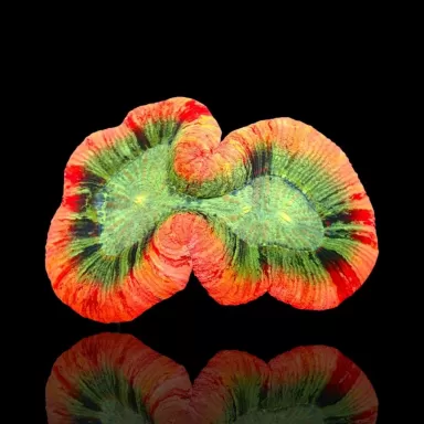 Trachyphyllia sp Orange Red Rim L Size