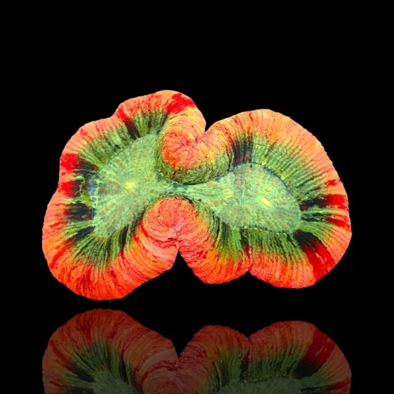 Trachyphyllia sp Orange Red Rim L Size Trachyphyllia sp Orange Red Rim L Size