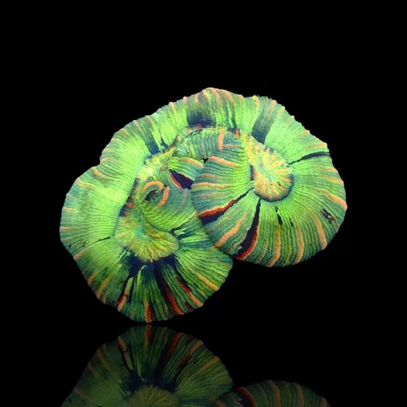Trachyphyllia Greenish Rainbow M L Size Trachyphyllia Greenish Rainbow M L Size