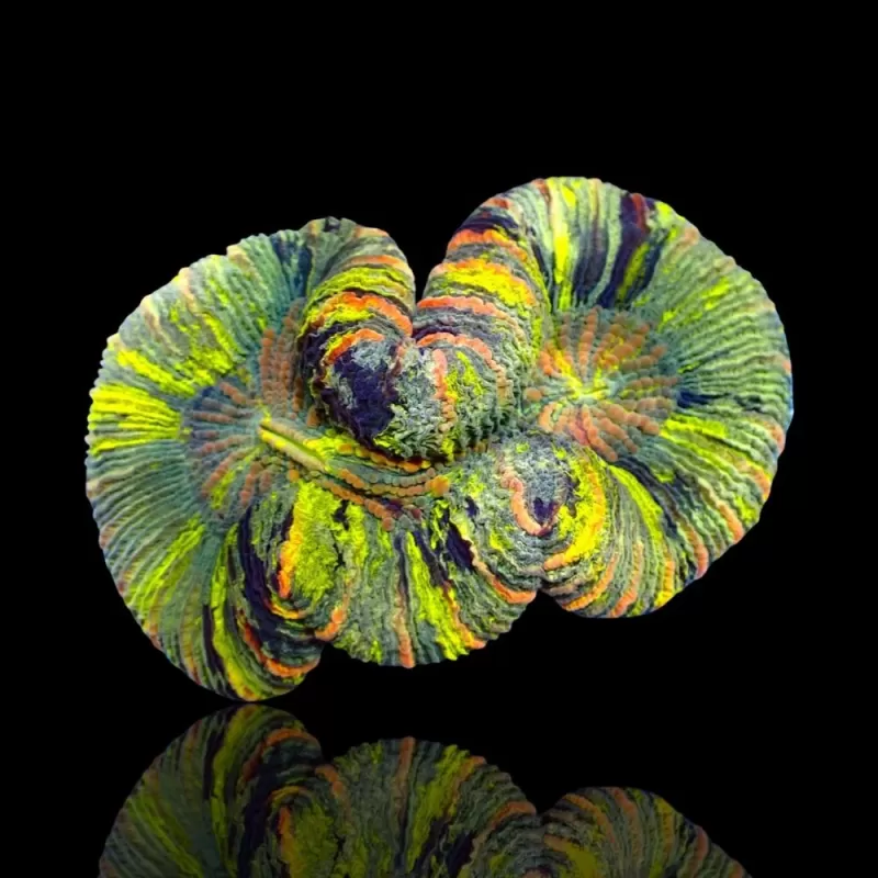 Trachyphyllia Greenish Rainbow M L Size Trachyphyllia Greenish Rainbow M L Size