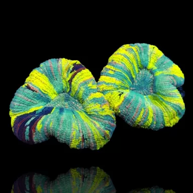 Trachyphyllia Greenish Rainbow M L Size