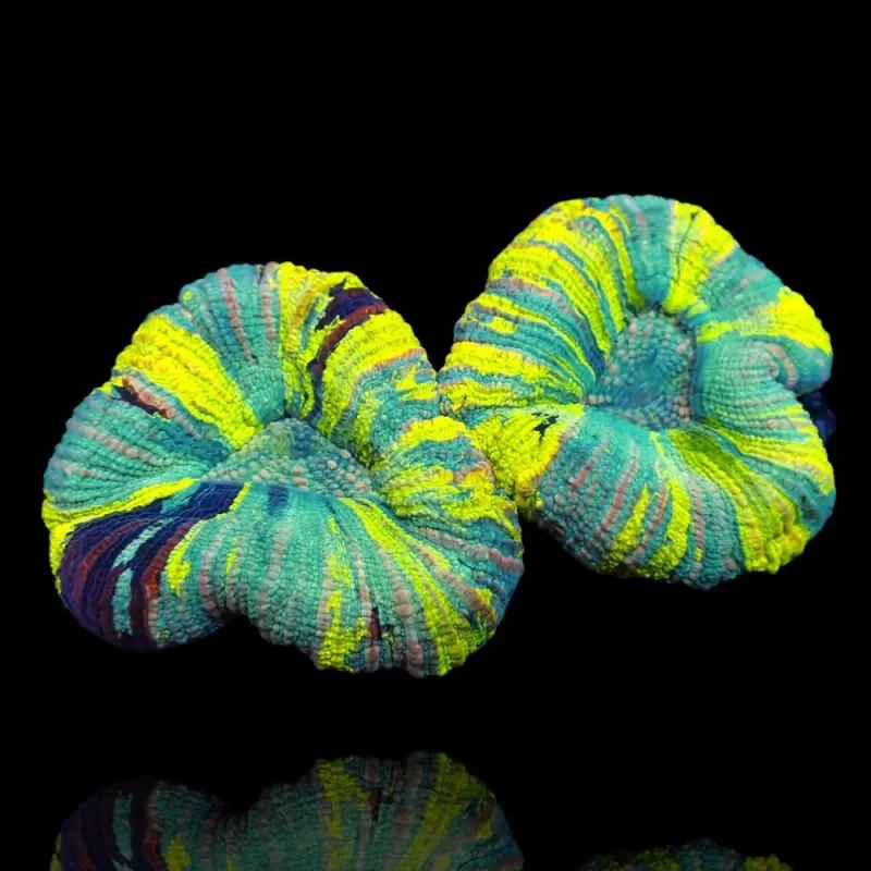 Trachyphyllia Greenish Rainbow M L Size Trachyphyllia Greenish Rainbow M L Size