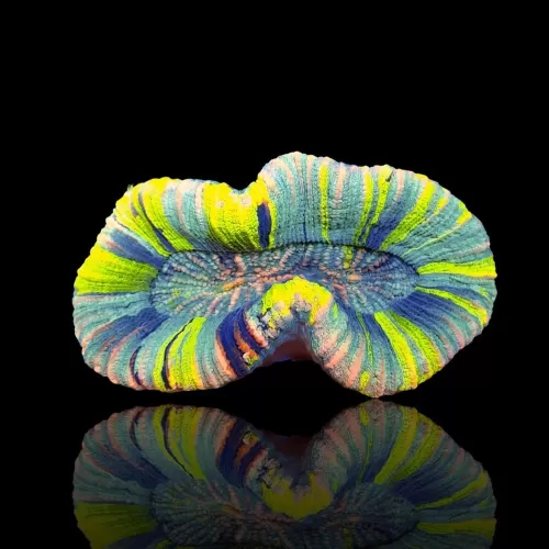 Trachyphyllia Greenish Rainbow M L Size