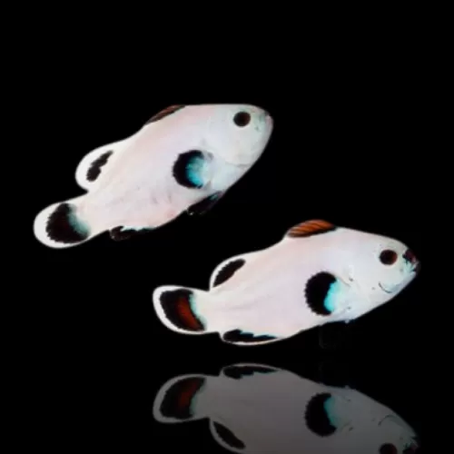 Amphiprion Ocellaris Snow Storm -  Pair - Nakweek