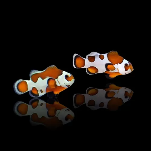 Amphiprion ocellaris orange storm pair T B