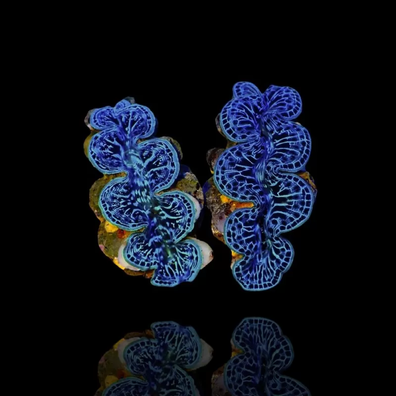 Tridacna Maxima M size 7cm a 9cm Tridacna Maxima M size 7cm a 9cm