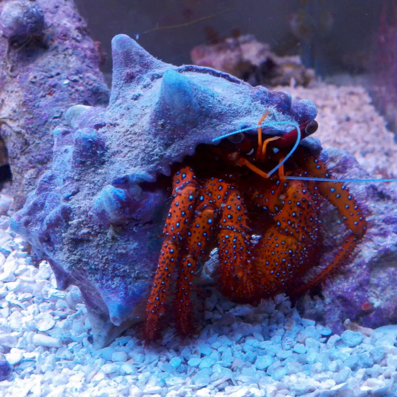 Dardanus Megistos bestellen? l Coralandfishstore.nl Dardanus Megistos bestellen? l Coralandfishstore.nl