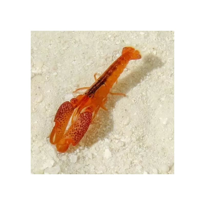 Alpheus Lottini Alpheus Lottini