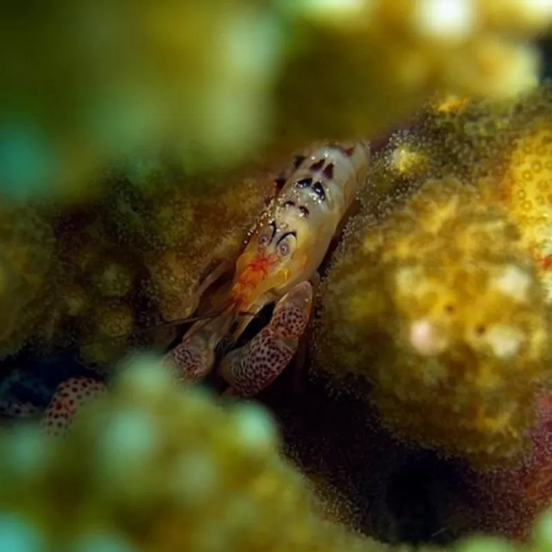 Alpheus lottini – Pistoolgarnaal kopen? | Coralandfishstore.nl Alpheus lottini – Pistoolgarnaal kopen? | Coralandfishstore.nl