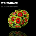 Zoanthus Watermelon S-size