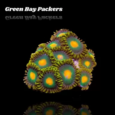 Zoanthus Green Bay Packer S size