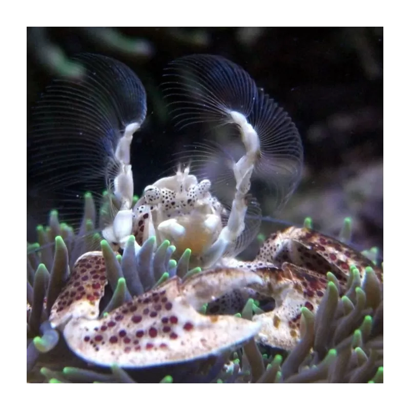 Neopetrolisthes Oshimai Neopetrolisthes Oshimai