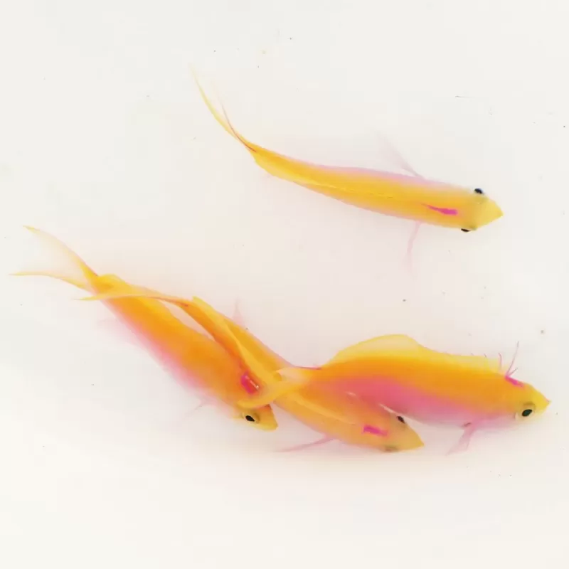 Pseudanthias Bartlettorum Pseudanthias Bartlettorum