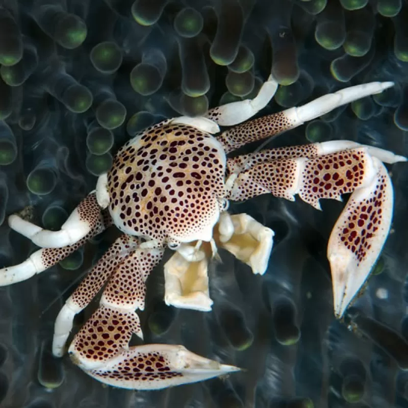Neopetrolisthes Oshimai Neopetrolisthes Oshimai