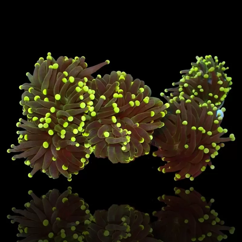 Euphyllia Glabrescens green yellow tips per Head Euphyllia Glabrescens green yellow tips per Head