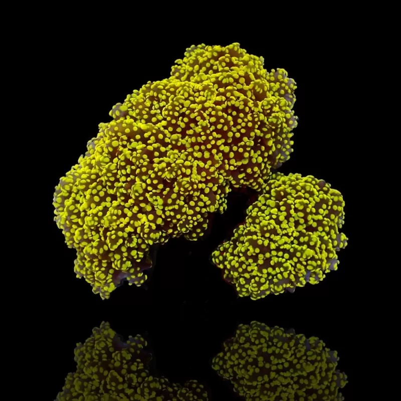 Euphyllia yaeyamaensis yellow green tip per kop