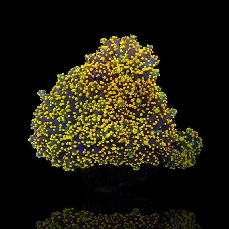 Euphyllia yaeyamaensis Gold per head Euphyllia yaeyamaensis Gold per head
