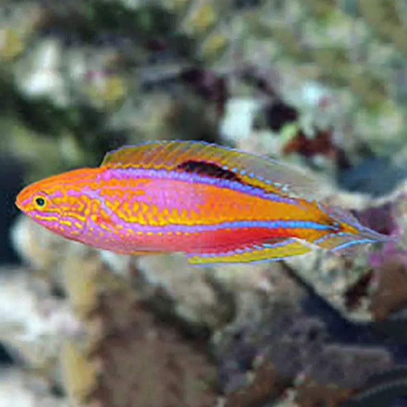 Cirrhilabrus lanceolatus Cirrhilabrus lanceolatus