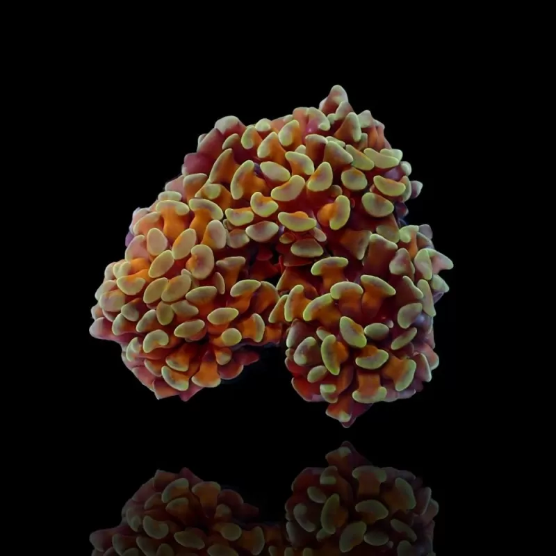 Euphyllia paraancora Gold per Head Euphyllia paraancora Gold per Head