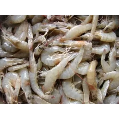 Shrimpfood Rauwe garnalen 1000 gram